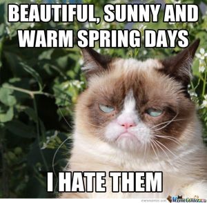 grumpy-cat-and-the-spring_o_1391977